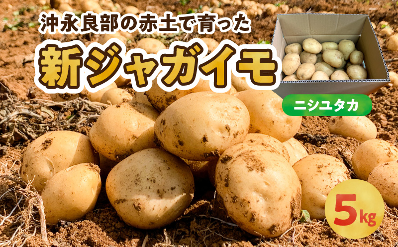 【2026年先行予約】沖永良部の赤土で育った新ジャガイモ 5kg（ニシユタカ）2～4月お届け　C054-001-01