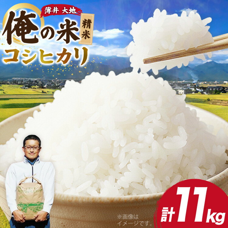 【ふるさと納税】【俺の米】米 令和7年 コシヒカリ 精米 11kg [薄井 大地 長野県 池田町 48110784] お米 白米 ごはん こしひかり 美味しい 農家 直送