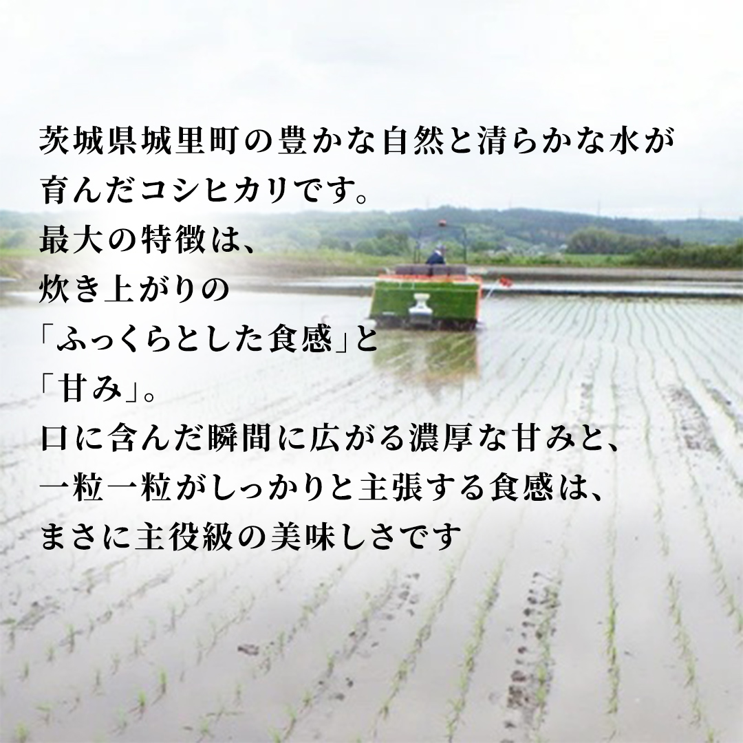 【令和8年産 新米 先行予約】コシヒカリ 無洗米 5kg 2026年9月発送開始 (AX079)