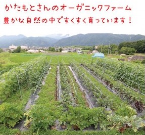【12回定期便】京都府・亀岡産 自然農法＆農薬を使わずに育てた体も心も喜ぶ、かたもとオーガニックファームの季節のお野菜セット 毎回10～20品目　※離島への発送不可