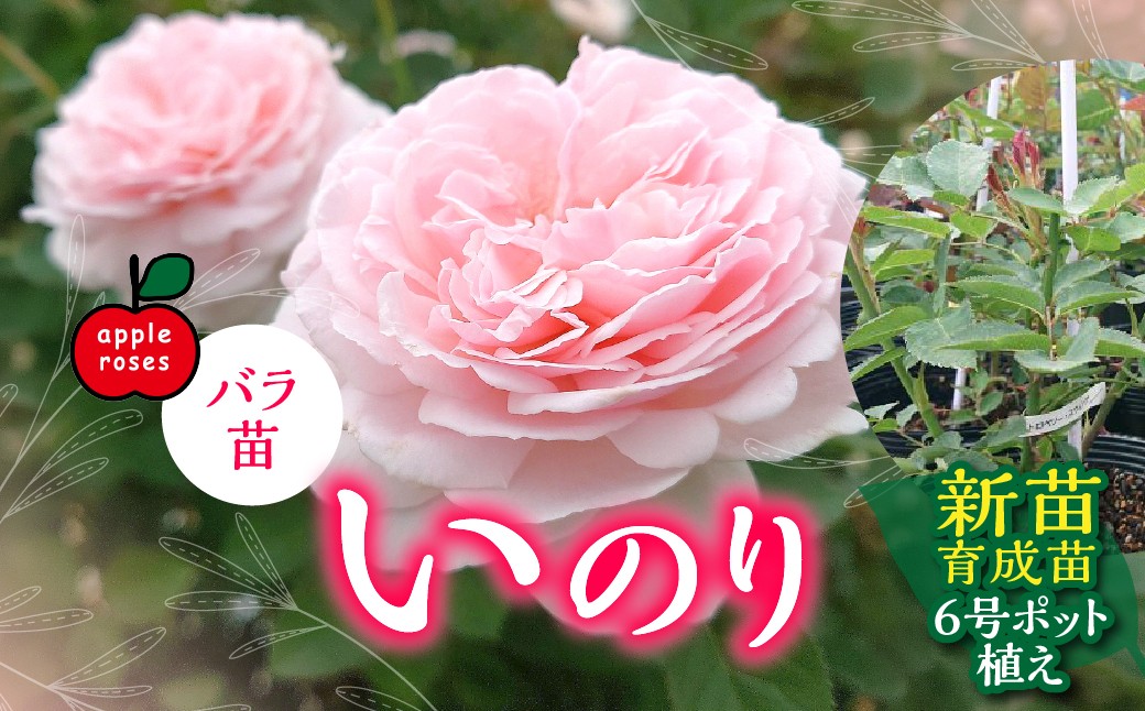 
                  【Apple Roses】バラ苗『いのり』新苗育成苗6号ポット植え 【 ふるさと納税 埼玉県 飯能市 送料無料 薔薇 ばら 花 苗木 ガーデニング ガーデン 園芸 プレゼント ギフト 贈り物 記念日 母の日 誕生日 】 HNNH047
                