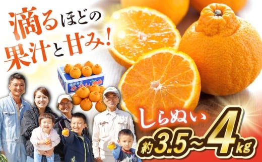 みかん デコポン 【3月より順次発送】 みかん デコポン 不知火 約3.5～4kg みかん mikan ＜川添みかん園＞ [CCT009] 長崎 西海 みかん ミカン mikan でこぽん dekopon 不知火 デコポン 贈答 ギフト お取り寄せみかん 不知火 甘い 果物 贈答みかん mikan 高糖度 くだもの みかん 柑橘系 贈り物 春柑橘 でこぽん フルーツ 産地直送 オレンジ 不知火
