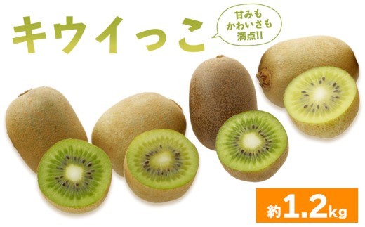 先行予約 キウイフルーツ キウイっこ 約1.2kg  果物 フルーツ キウイ グリーンキウイ デザート スイーツ ケーキ ジュース ゼリー アイス シャーベット ジェラート フルーツ大福 ドライフルー