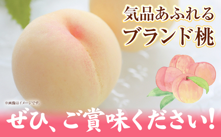 令和7年産先行受付 B-80c  岡山県産　清水白桃　約2kg(８玉)《2025年7月下旬-8月上頃出荷》｜ 桃