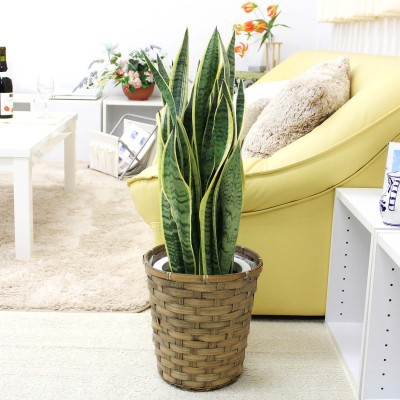 
                  【観葉植物】サンスベリア 7号 バスケット鉢カバー 土の表面:ウッドチップ【観葉植物 インテリア 部屋 おしゃれ 福岡県 筑前町 送料無料 AG019】
                