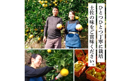 先行予約 土佐の柑橘 土佐文旦 10kg 詰め合わせ 文旦 ぶんたん 10キロ 柑橘 高知県 高知 返礼品 故郷納税 23000円 果物 くだもの フルーツ お取り寄せ 美味しい おいしい ギフト プ
