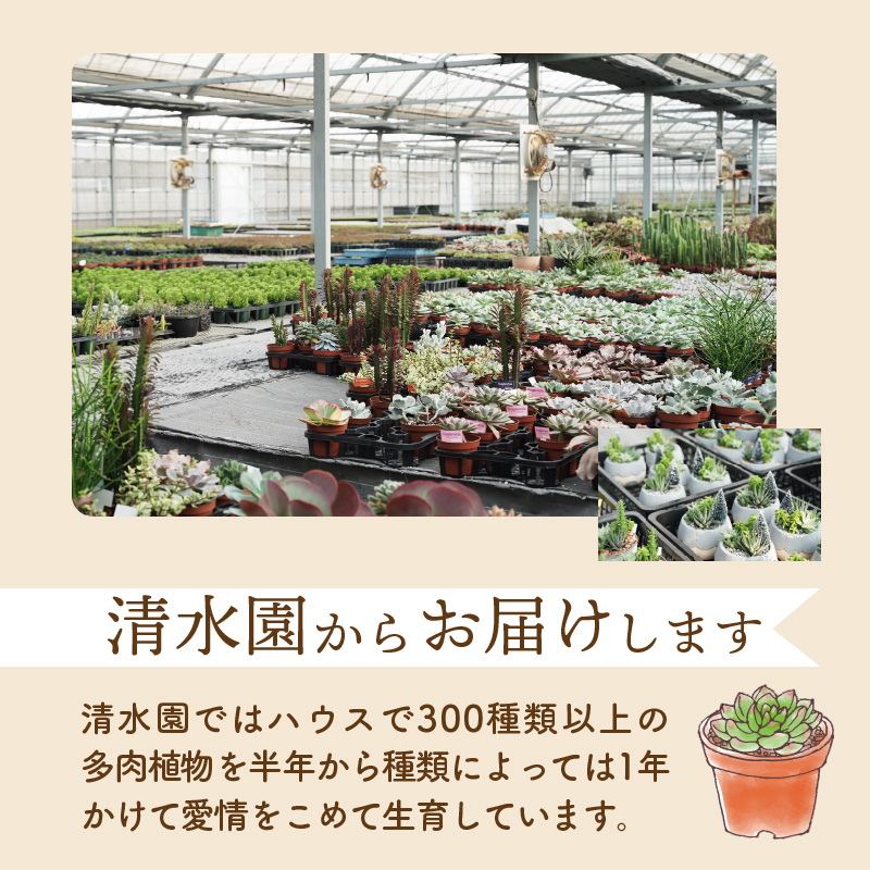 幸福セット【令和元年 農林水産大臣賞受賞】多肉植物3種室内用 インテリア プレゼント ギフト 癒し  H195-004