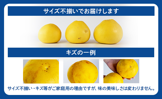 【先行予約受付】訳あり 土佐文旦 家庭用 約10kg ku-0047