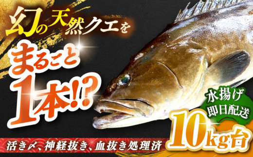 天然クエ（10キロ台・丸もの） 《壱岐市》【壱岐島　玄海屋】[JBS048] クエ 魚 刺身 しゃぶしゃぶ    74万 700000 700000円 70万円