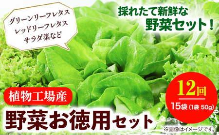 10-03 植物工場産野菜・お徳用12セット（１年契約）１セット×１２回｜野菜サラダレタス野菜サラダレタス野菜サラダレタス野菜サラダレタス野菜サラダレタス野菜サラダレタス野菜サラダレタス野菜サラダレタス野菜サラダレタス野菜サラダレタス野菜サラダレタス野菜サラダレタス野菜サラダレタス野菜サラダレタス野菜サラダレタス野菜サラダレタス野菜サラダレタス野菜サラダレタス野菜サラダレタス野菜サラダレタス野菜サラダレタス野菜サラダレタス野菜サラダレタス野菜サラダレタス野菜サラダレタス野菜サラダレタス野菜サラダレタス野菜サ