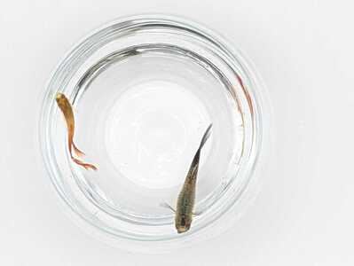 【10営業日以内に発送】【温水育ち】グッピーミックス20匹(10ペア)(otofarm/010-1961) ※北海道・沖縄・離島配送不可※ グッピー 生体 ミックス 熱帯魚 飼育 ペット 生き物 魚