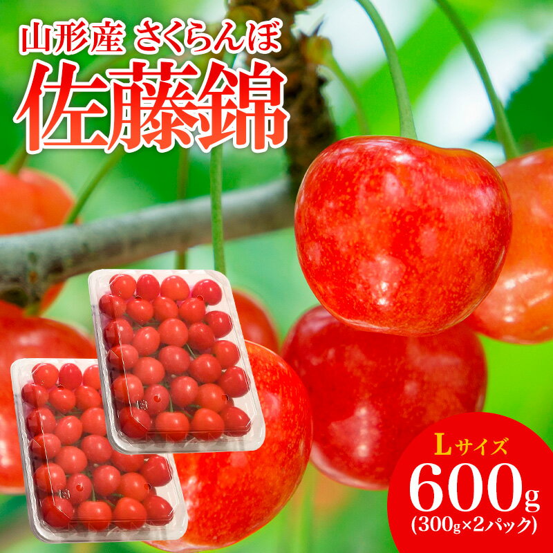 【ふるさと納税】山形産 さくらんぼ 佐藤錦 L 600g(300g×2パック入) 【令和8年産先行予約】FS25-506 くだもの 果物 フルーツ 山形 山形県 山形市 お取り寄せ 2026年産