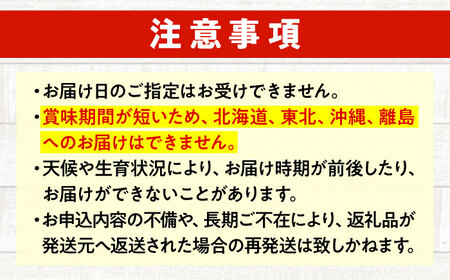 愛菜連のおまかせ野菜パック（４人用）野菜詰合せ 旬 旬の野菜 野菜セット 産地直送 ミネラル ビタミン 豊富　広島県福山市/マルフク株式会社[BAFW001]