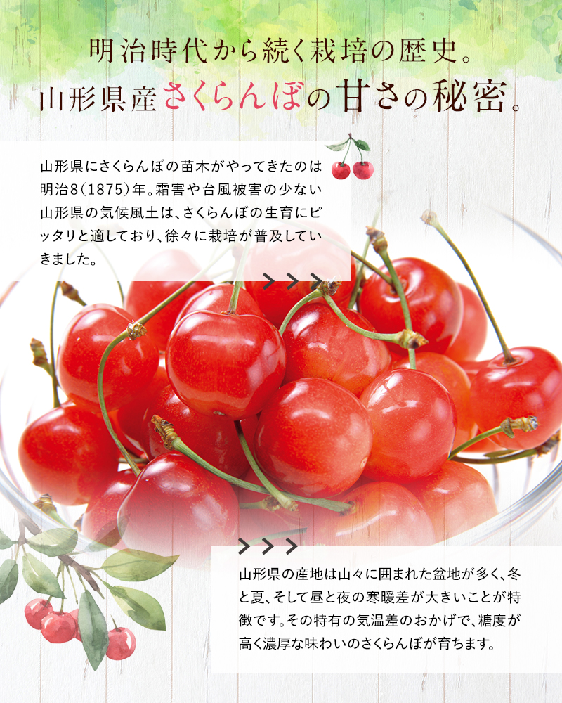 【令和6年産先行予約】 さくらんぼ 「やまがた紅王」 約300g