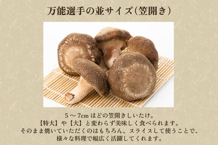 生しいたけ 並サイズ（笠開き） 約500g（12～18個）《 10月中旬から順次発送》 品評会で金賞受賞！ きのこ しいたけ 椎茸 特大 食べ応えある大きさ 肉厚で旨味たっぷり！ 加茂市 青木農園