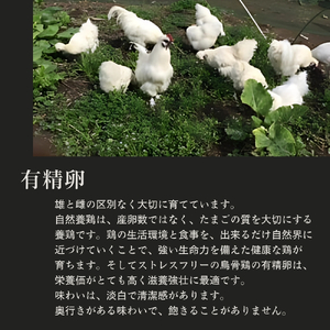 特選 有精卵 烏骨鶏のたまご 16個セット ［ 皇帝卵 ］烏骨鶏の卵 烏骨鶏の玉子 烏骨鶏 うこっけい 放し飼い卵 平飼い卵 贈答用 ギフト