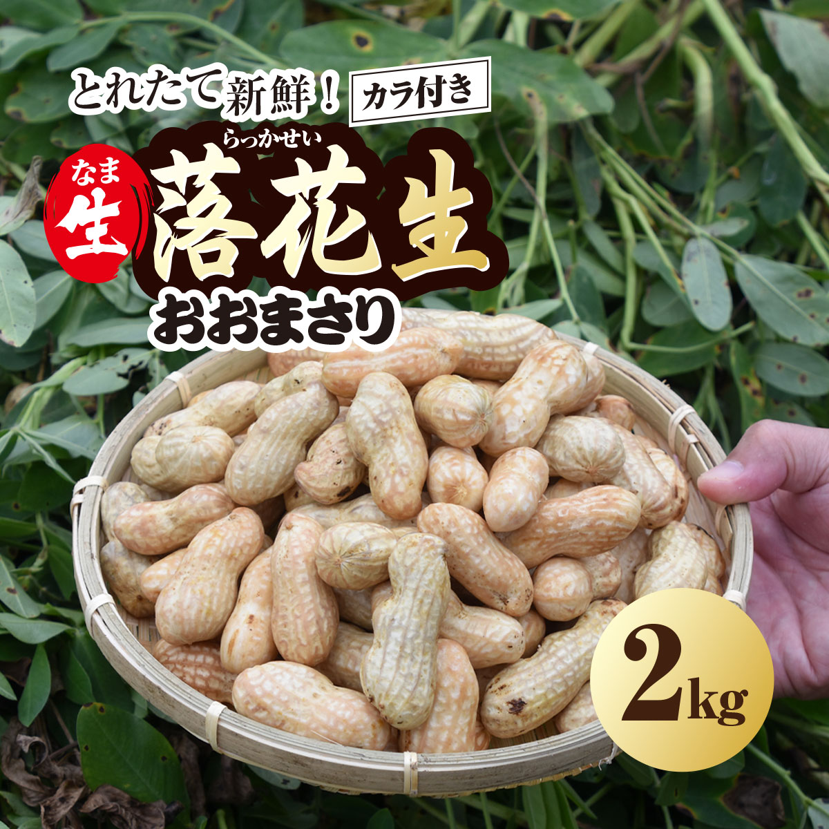 【ふるさと納税】★先行予約★【2026年9月上旬より順次発送】とれたて新鮮! 生落花生 おおまさり 2kg 殻付き／ らっかせい 落花生 生落花 掘り取り 手もぎ 新鮮 おやつ おつまみ お料理 ゆで落花生 ピーナッツ 千葉県 山武市 SMCK001