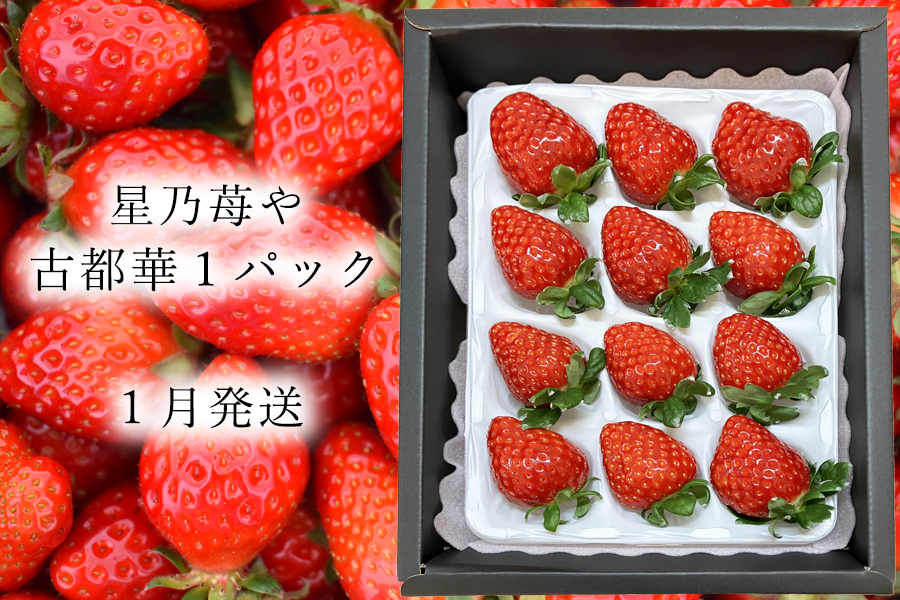 奈良県ブランドいちご 古都華贈答パッケージ1パック1月発送 / 奈良県広陵町古都華生産星乃苺や いちご イチゴ 古都華 奈良