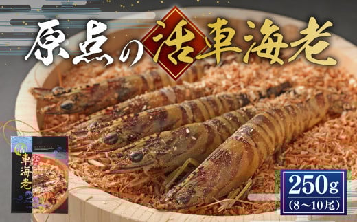 【配送日指定品】原点の車海老 250g （8～10尾） 活き車海老 生えび 海老 エビ えび 車エビ 車海老 活きたまま 熊本県 上天草市【2025年11月18日から2026年2月28日発送予定】