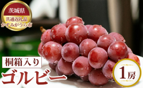 No.625 【先行予約】ゴルビー　桐箱入り1房【茨城県共通返礼品 かすみがうら市】 ／ 果物 葡萄 ぶどう 茨城県