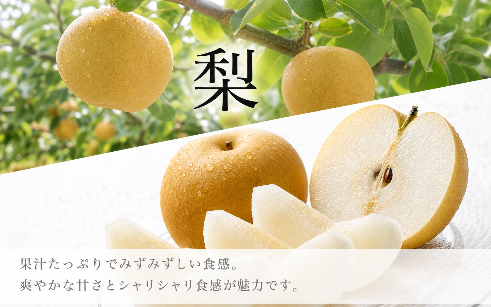 【全2回】かつらぎ町のフルーツ定期便（桃・梨）【7月・8月】 【tkb425】