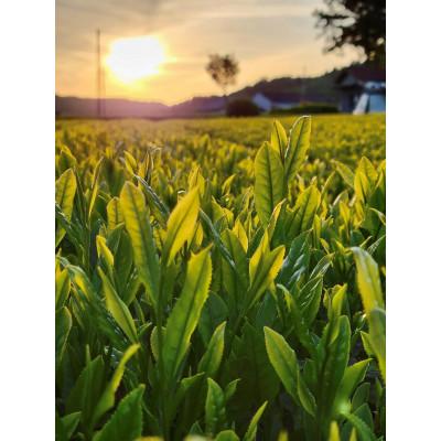 ふるさと納税 城里町 古内茶　緑茶と粉末茶のセット |  | 02