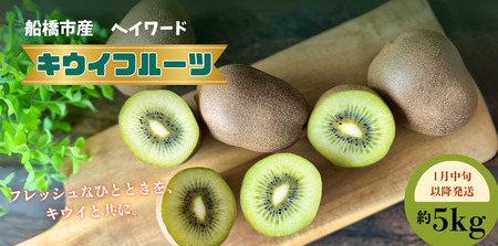 【1月中旬発送】キウイフルーツ ヘイワード キウイ 5kg 国産 船橋市産 やまちょう園 選べる発送時期 期間限定 数量限定 限定 先行予約 果物 フルーツ