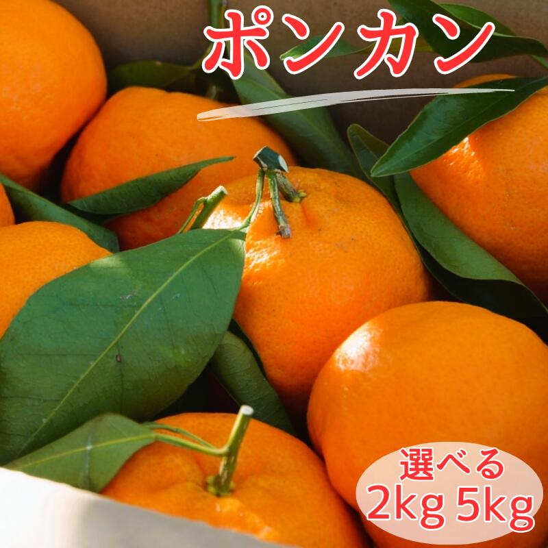 【ふるさと納税】【先行予約】ポンカン 【選べる容量2kg 5kg】 ※2026年1月中旬以降随時発送予定 / 田辺市 和歌山 みかん ミカン 柑橘 温州みかん フルーツ オレンジ