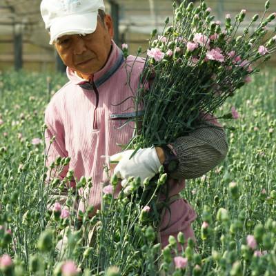 ふるさと納税 佐世保市 鮮度が自慢!産地直送 高級 草丈65cm カーネーション切り花 50本 |  | 02