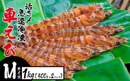 車えび 活き〆急速冷凍 車えび【Mサイズ】1kg