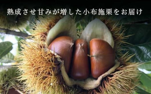 ３L以上の大粒で形の良いものを厳選し、1カ月以上低温貯蔵することで熟成させ甘みが増した小布施栗をお届けします。