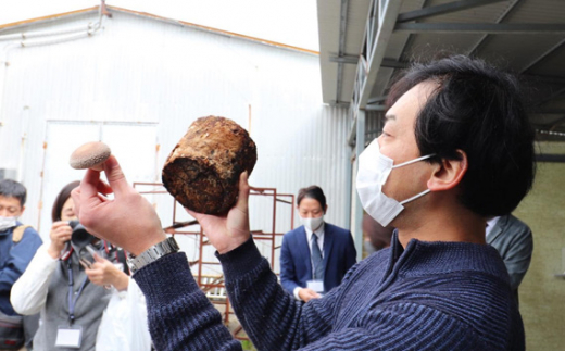 高地の綺麗な水と空気で育まれた「きのこ栽培工場見学と収穫体験」  ／  施設見学 しいたけ狩り 肉厚 キノコ 体験 きのこ しいたけ 椎茸 きのこ狩り 収穫体験 工場見学 山口県 No.168