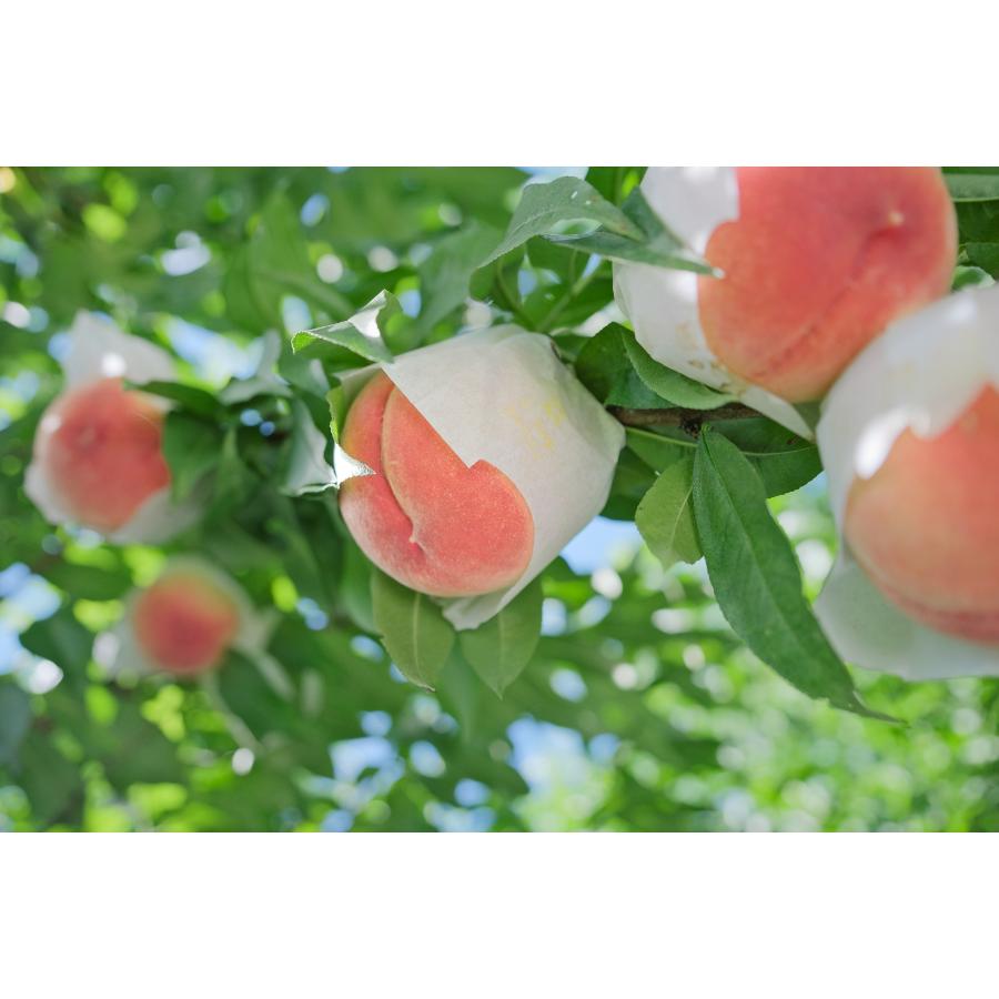 ＜Bonchi＞甲州市産 大玉桃 6個入り　2.7kg 自然農法