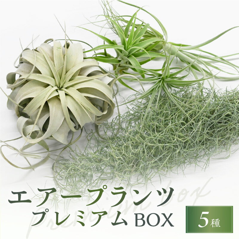 【ふるさと納税】【高評価★4.75 高レビュー★】南紀グリーンハウス エアープランツプレミアムBOX 希少種 5種セット【丈夫で育てやすく、インテリアにもおすすめです】