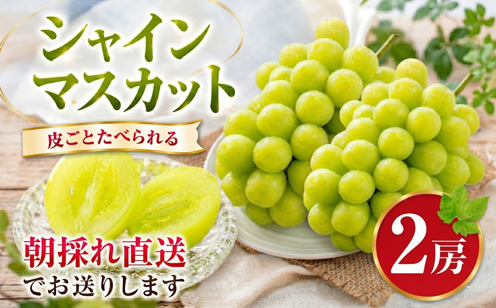 
                  シャインマスカット 2房 ぶどう 朝採れ 直送 高糖度 皮ごと食べられる 旬 フルーツ 果物 しゃいんますかっと syain シャイン マスカット 贈答 国産 産地直送 こだわり ブドウ budou 家庭用 贈り物 ギフト プレゼント 特産品 名産 産品 数量限定 東金 千葉
                