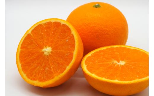 【先行予約】Saito Orange Farmの清見タンゴール10kg ※離島への配送不可（2026年3月中旬頃より順次発送） 【 ふるさと納税 人気 おすすめ ランキング みかん ミカン 蜜柑 柑橘 清見 タンゴール 清見タンゴール フルーツ 果物 産地直送 Saito Orange Farm 愛媛県産 愛媛県 伊方町 送料無料 】 IKTAQ008