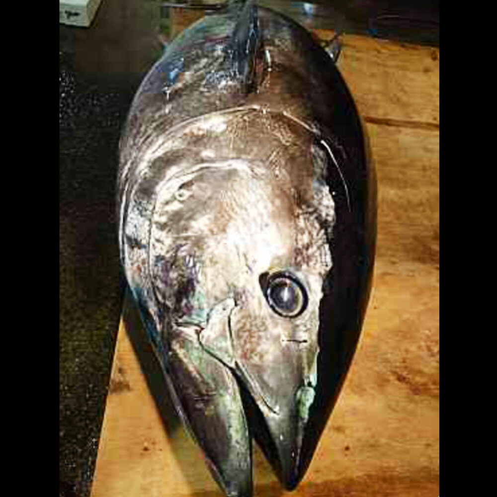 【ふるさと納税】新鮮!長崎漁港発 活き〆本マグロ 中トロ 500g まぐろ 鮪 魚介類 鮮魚 水産物 刺身 鮮度抜群 即日発送 冷蔵 長崎県産 国産 九州 長崎県 長崎市 送料無料 【2025年9月下旬～12月下旬迄発送予定】