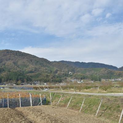 ふるさと納税 真庭市 【きよとうファーム】薫り高い黒ぶどう「黒いアルファ」のロゼワイン「BLACK DAWN」(岡山県産) |  | 03