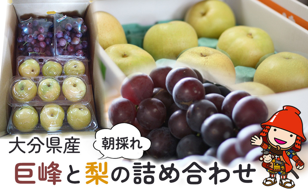 
                  【糖度計使用】 巨峰と梨の詰め合わせ 巨峰 約1.7kg 菊水梨 約2.2kg | いわき農園 梨 なし 葡萄 ぶどう ブドウ 種あり 数量限定 新鮮 産地直送 果物 くだもの フルーツ ギフト 大分県産 九州産 大分県 中津市
                