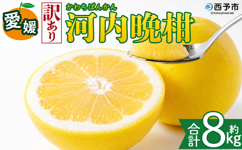 ＜【訳あり】愛媛県産 河内晩柑 約8kg＞『2026年4月上旬～8月下旬迄に順次発送予定』わけあり 訳アリ みずみずしい 和製グレープフルーツ かわちばんかん みかん 蜜柑 果物 くだもの フルーツ 