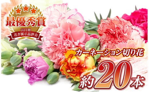 【生産者直送】カーネーション 切り花 ミックス ｜ 生花 花束 フラワーギフト 生産者直送 新鮮 カラフル 贈り物 記念日 お祝い 色とりどり 山口県 平生町