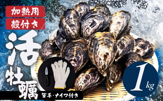 【数量限定】殻付き 生牡蠣（加熱用）1kg　| 軍手・牡蠣ナイフ付 牡蠣 カキ かき 生 殻付牡蠣 フライ 鍋 バーベキュー BBQ 海鮮 魚介 魚貝 貝 海 海産物 渥美半島 田原市 愛知県 国産 オイスター