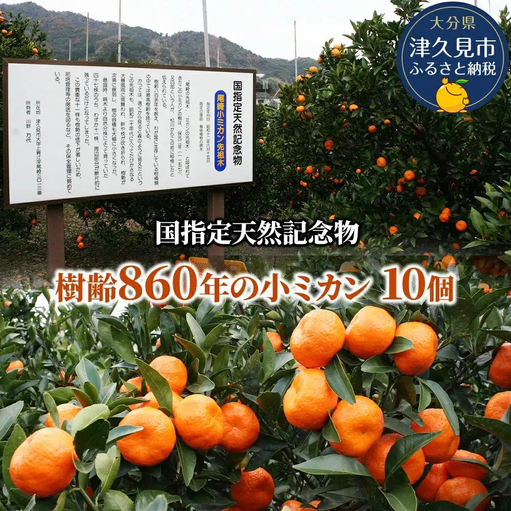 【先行予約】国指定天然記念物 尾崎小 みかん 先祖木の小みかん | 津久見市