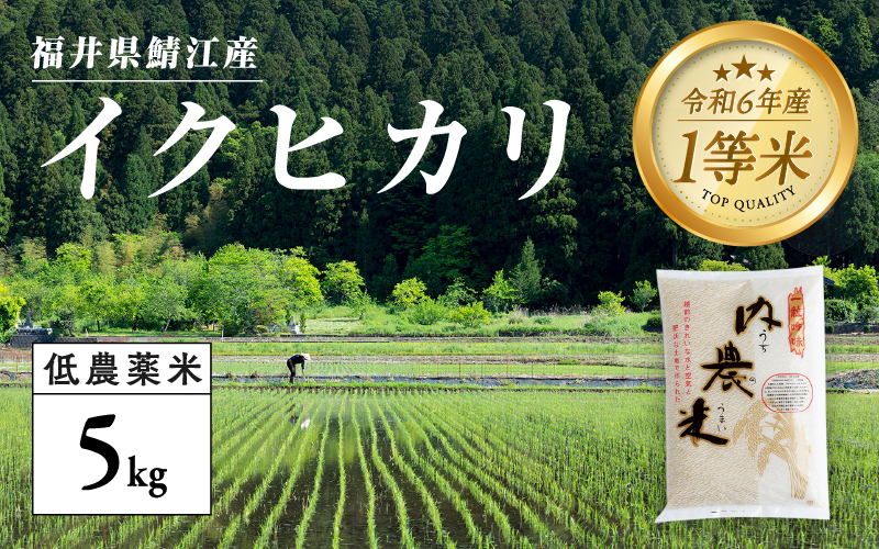 【令和6年産新米】福井県産 内農米 イクヒカリ 5kg  黒米300ｇ2024年10月中旬以降順次発送！