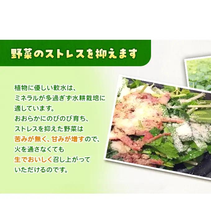 サラダほうれん草 44袋 野菜サラダセット 詰め合わせ ほうれんそう ホウレン草 新鮮 産地直送 大容量 業務用 まとめ買い 野菜セット ギフト 詰合せ 常備野菜