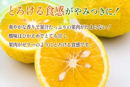 ≪数量限定≫黄金柑(おうごんかん)計3kg以上　フルーツ　果物　柑橘　みかん　国産 B227-23
