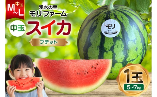 AJ459 【令和8年度出荷分】 湧水の里 モリファーム 中玉スイカ プチット M～L 5～7kg 1玉  [ 先行予約 数量限定 中玉 スイカ 西瓜 フルーツ 果物 長崎 長崎県 島原市 ]
