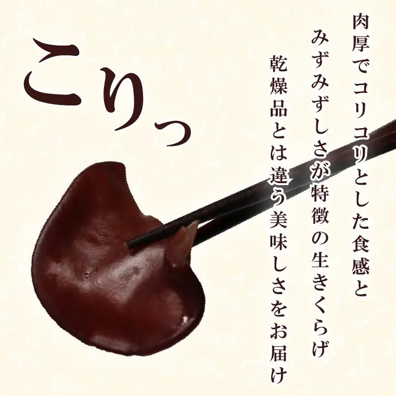 生きくらげ 500g きくらげ きのこ