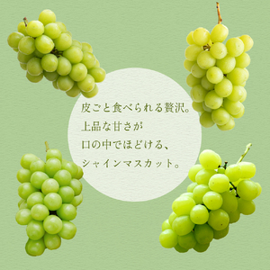 シャインマスカット（2房：約1kg）_シャインマスカット 2房 約1kg 九州 温暖 気候 活かす 農家 こだわり ご家庭用 予約受付 先行予約 皮ごと食べられる 上品 甘さ フルーツ 果実 果物 ぶ