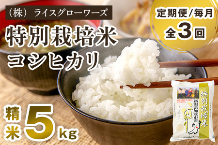 【令和8年産新米先行予約】【定期便3回毎月お届け】新潟県加茂市産 特別栽培米コシヒカリ 精米5kg《10月上旬～順次出荷》 白米 従来品種コシヒカリ （株）ライスグローワーズ